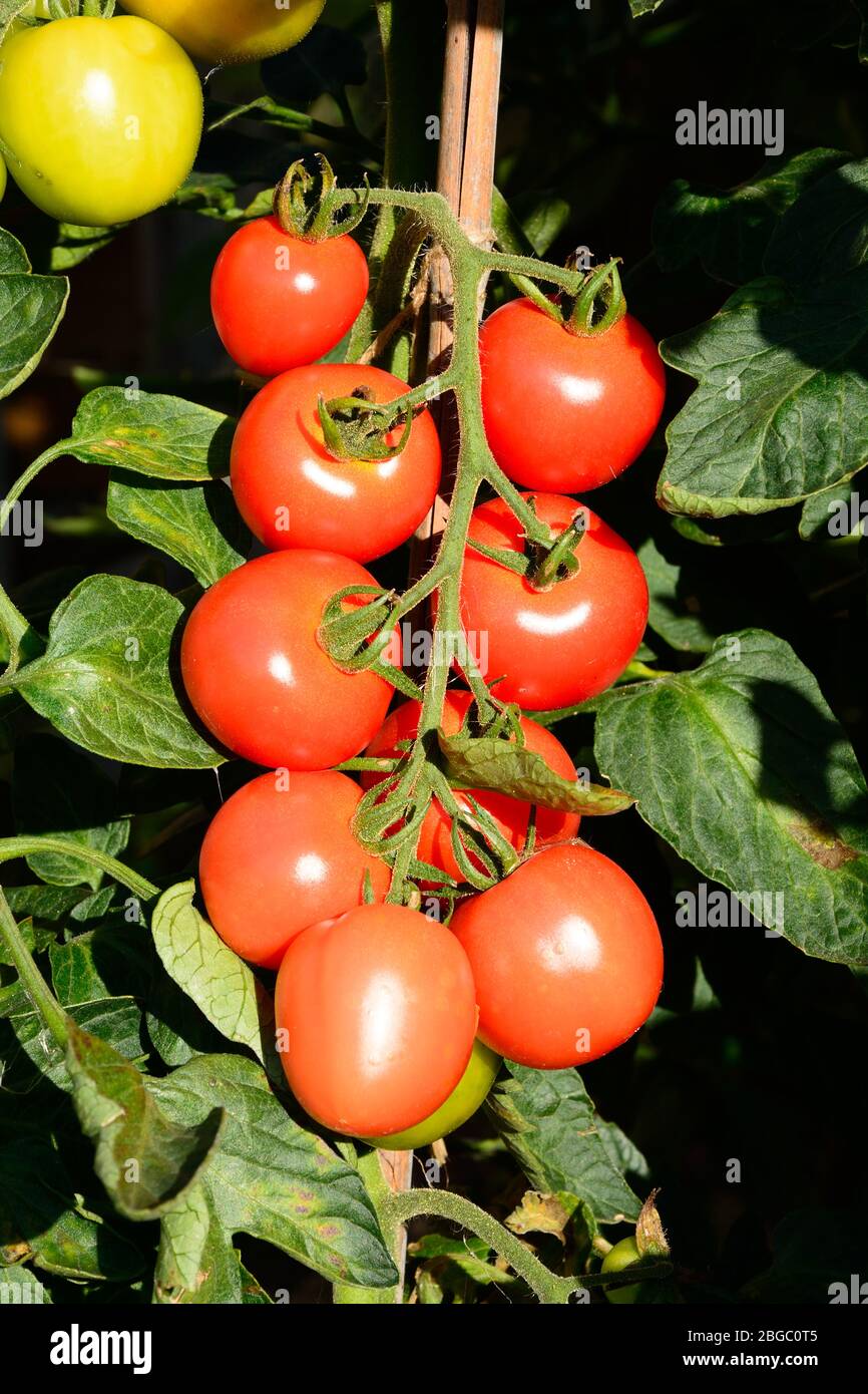 Le Mountain Magic variété de tomates mûrir sur la vigne, UK Banque D'Images