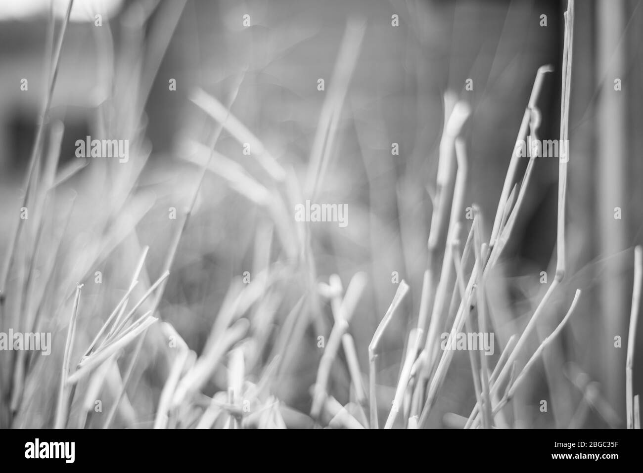 herbes noires et blanches créant un motif abstrait spikey. Banque D'Images