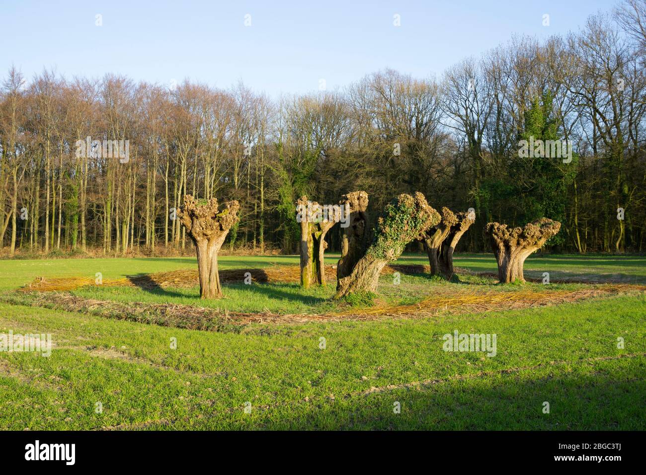 Le saule de Pollard après la coupe du dos, Rhénanie-du-Nord-Westphalie, Allemagne, Europe Banque D'Images