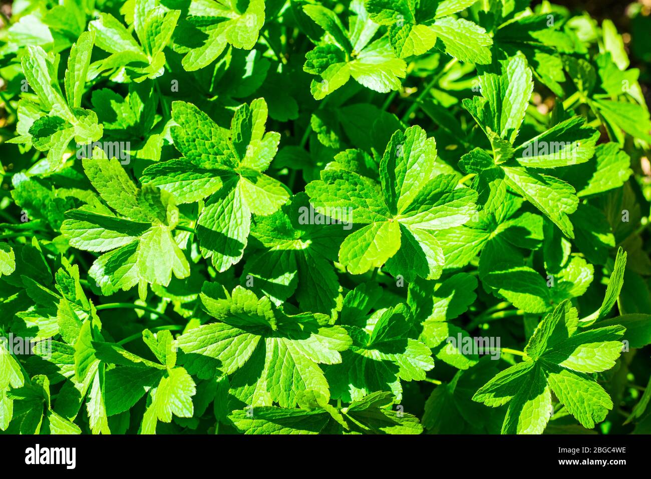 Gros plan sur les feuilles vertes de Geranium renardii au Royaume-Uni Banque D'Images