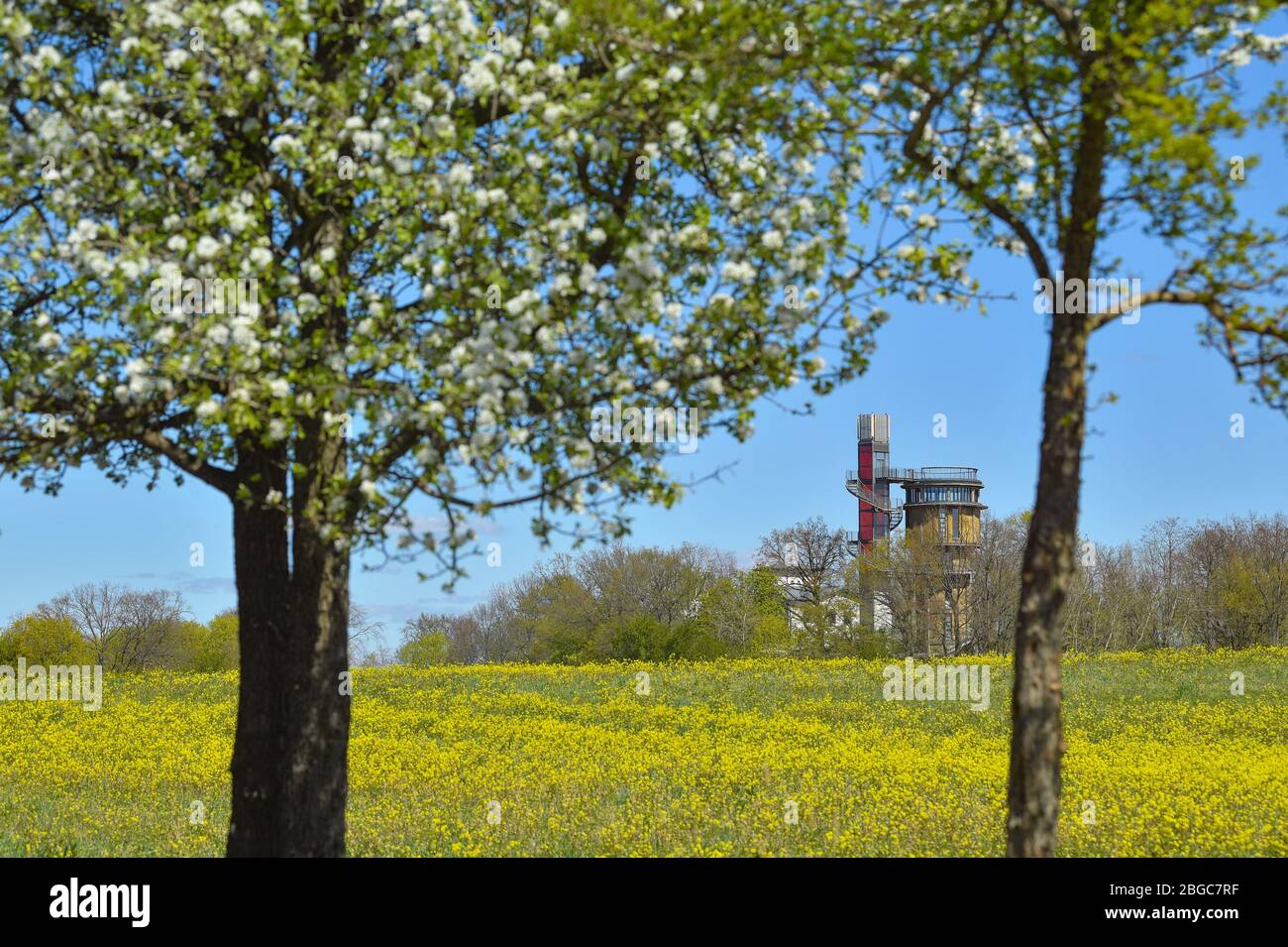20 avril 2020, Brandenburg, Joachimsthal: Derrière un pré à fleurs jaunes se trouve la tour d'eau avec une plate-forme d'observation et un ascenseur du projet Biorama. En arrière-plan, vous pouvez voir le Grimnitzsee. Le projet Biorama est une initiative privée de Sarah Phillips et Richard Hurding. Il est destiné à servir de point d'accès central à la réserve de biosphère de l'UNESCO, Schorfheide-Chorin. Dans le projet Biorama, les visiteurs font l'expérience d'une façon innovante de combiner les loisirs, la culture, la science et les affaires et de les promouvoir avec des avantages écologiques. La tour d'eau est fermée pour les visiteurs en hiver photo: Patr Banque D'Images