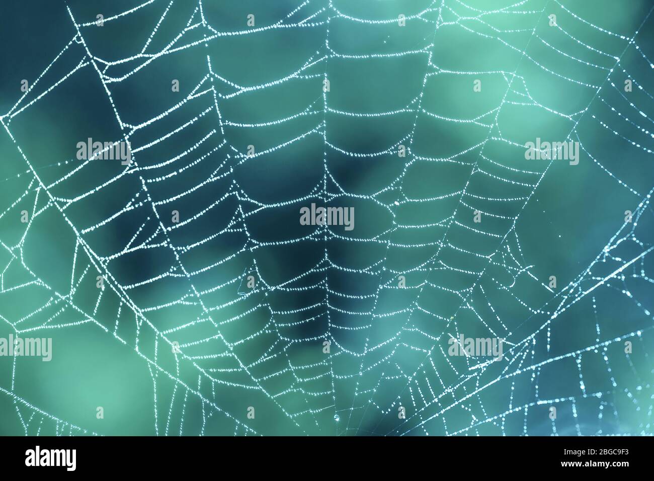 Spider web close up avec des gouttes de rosée sur fond bleu sarcelle Banque D'Images