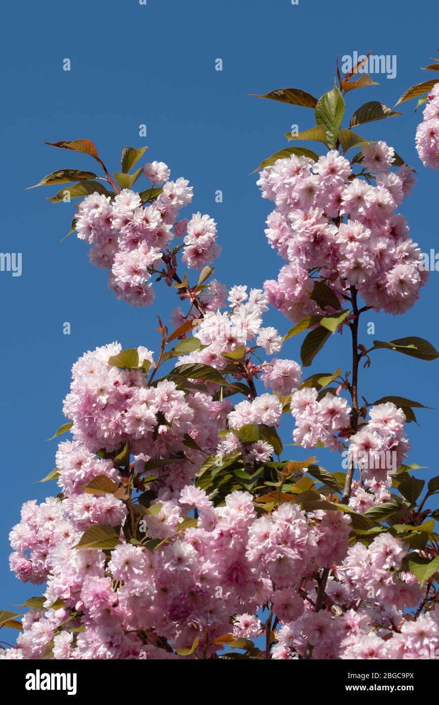 Fleurs ou fleurs roses de cerisier au printemps avec un ciel bleu Banque D'Images