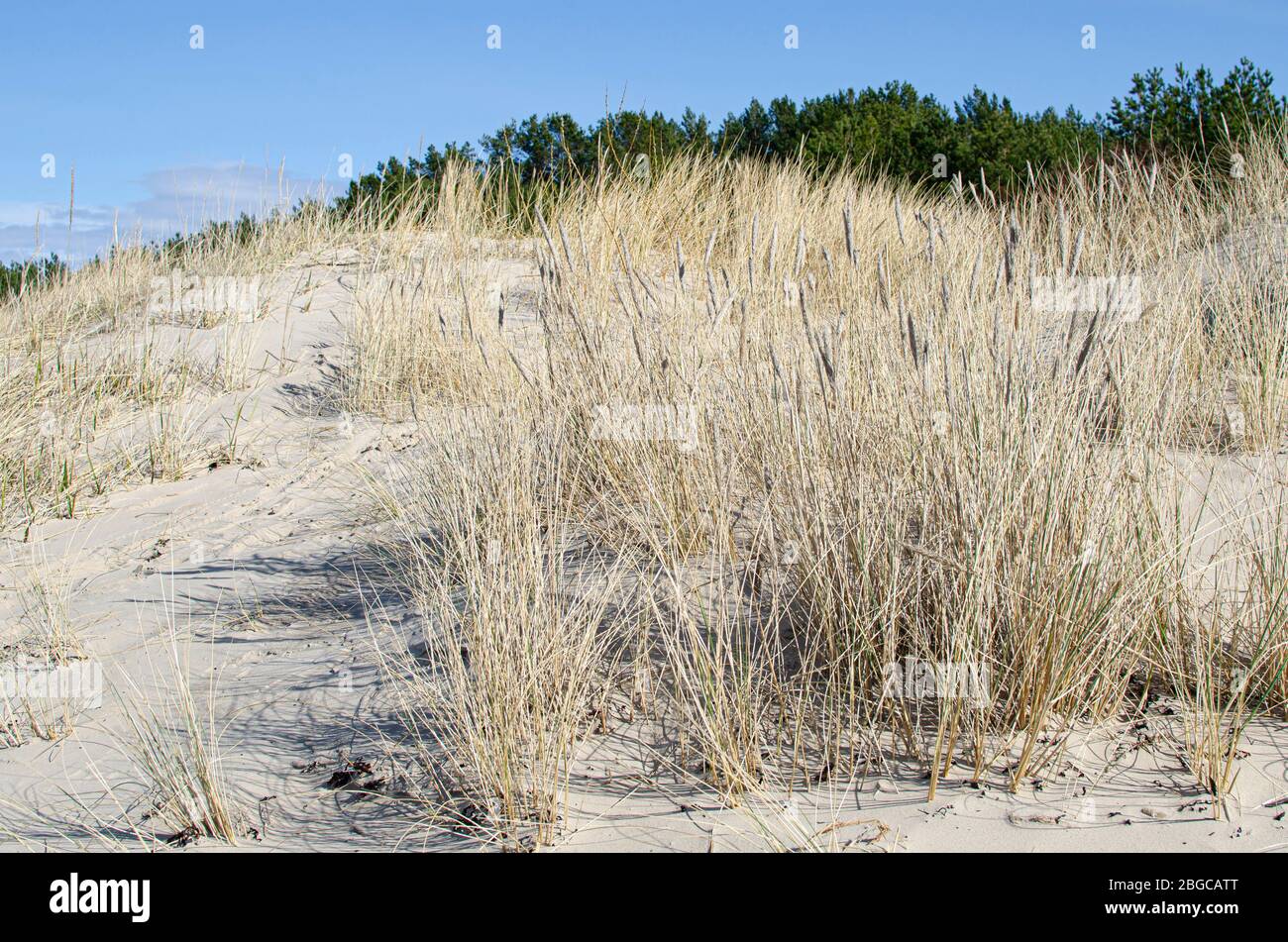 Herbe jaune qui pousse sur la plage de Jurmala, Lettonie. La flore de la côte de la mer Baltique. Banque D'Images