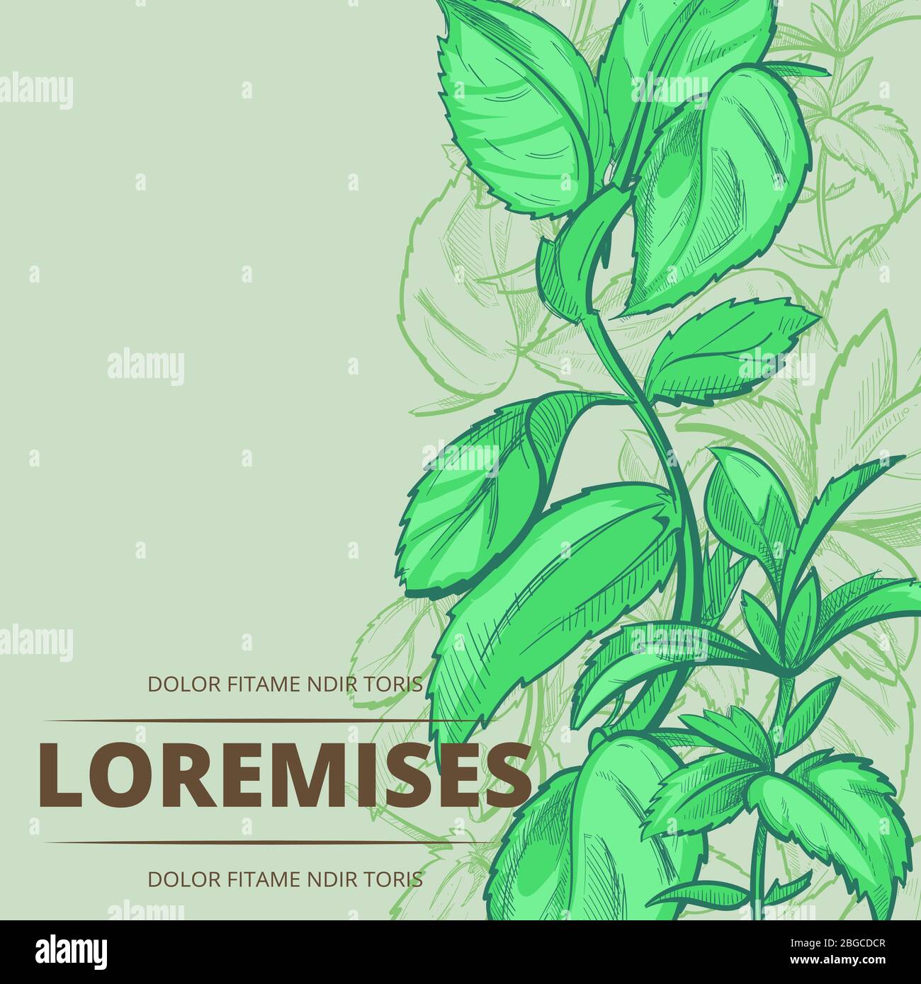 Plantes vertes à la menthe poivrée et feuilles affiche bannière arrière-plan. Illustration vectorielle Illustration de Vecteur