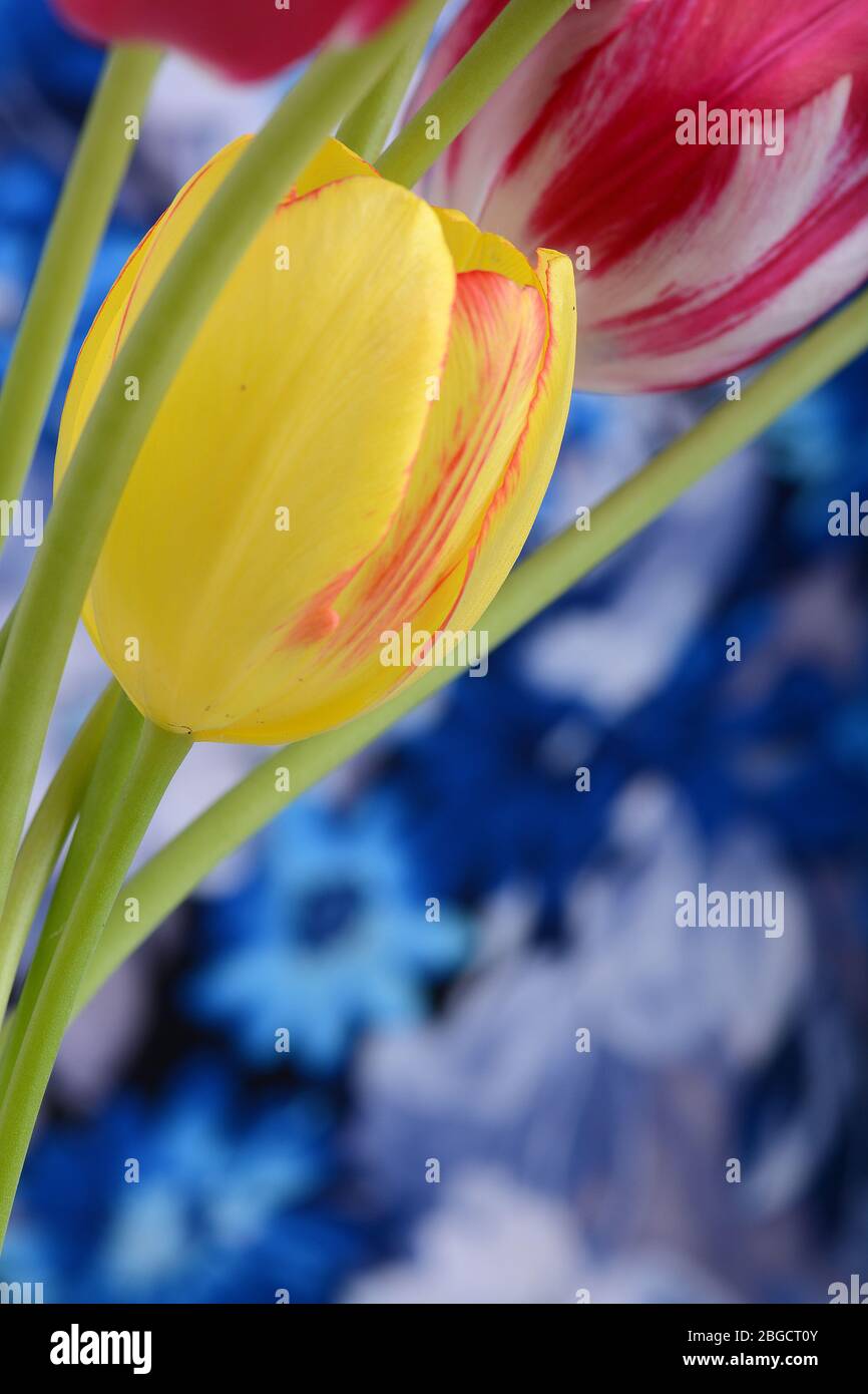 Macro de tulipes jaune et rose fleuissant sur fond bleu Banque D'Images