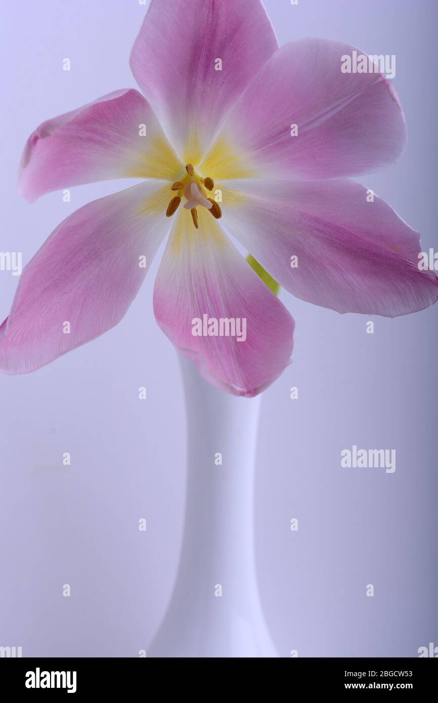 Close-up single pink tulip flower isolated on abstract background Banque D'Images
