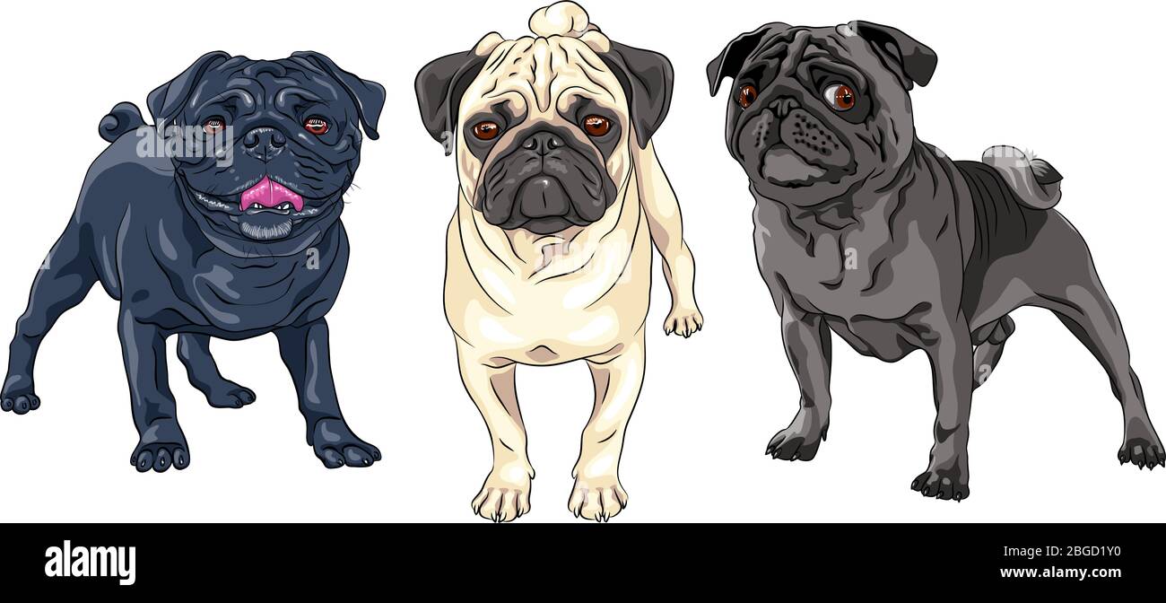 Ensemble vectoriel de chiens mignons de race noire, brune et de couleur de frai Illustration de Vecteur