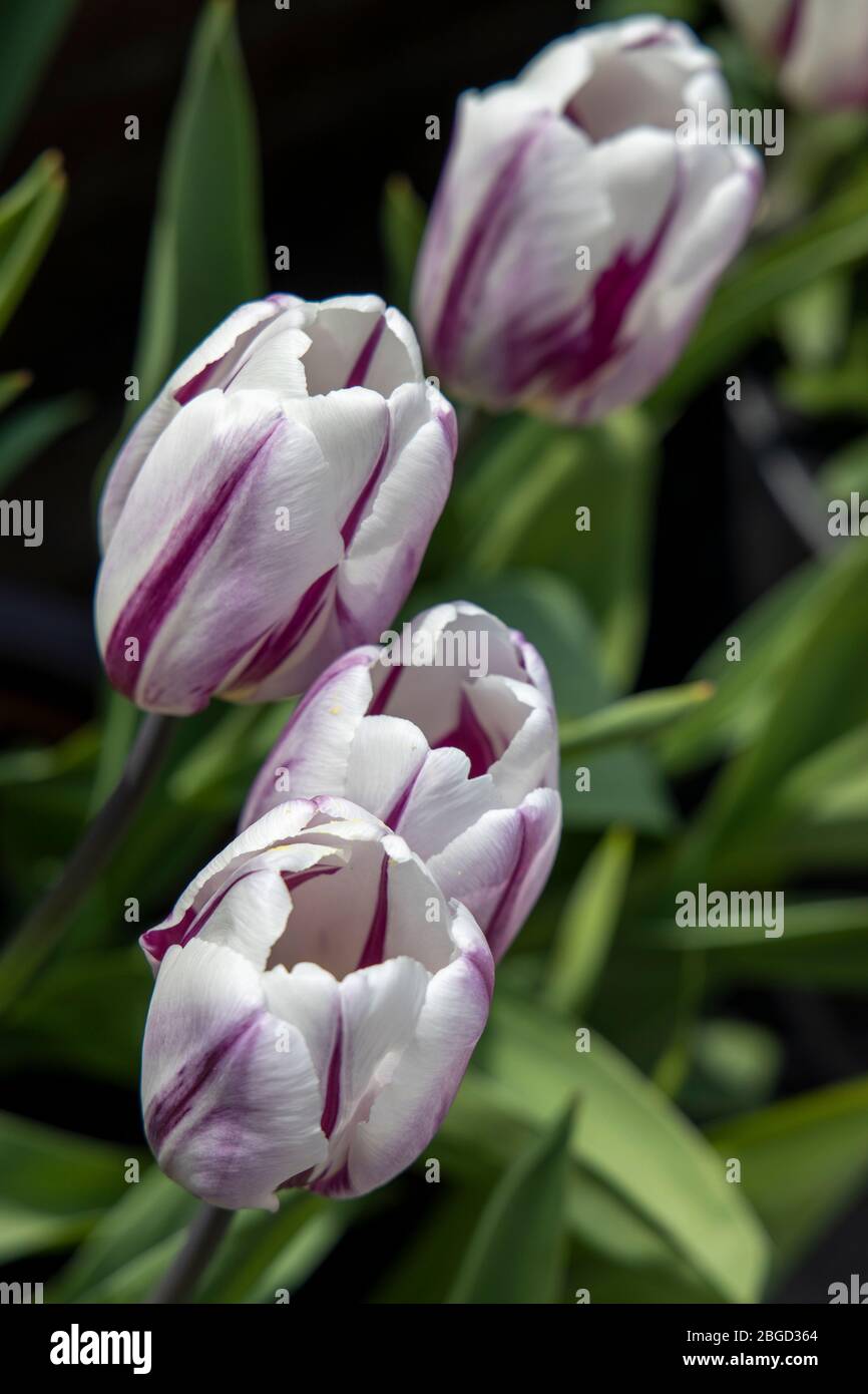 Blanc avec tulipes à rayures violettes Banque D'Images