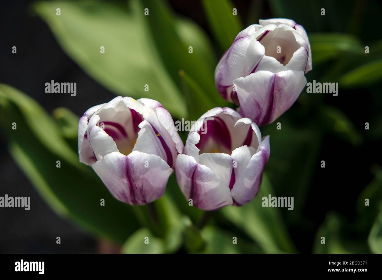 Blanc avec tulipes à rayures violettes Banque D'Images