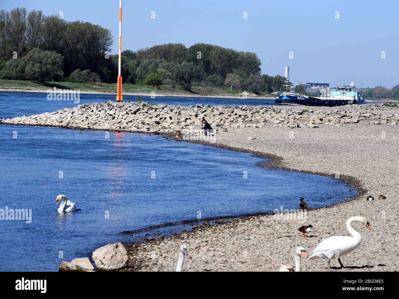 Hitdorf, Allemagne. 21 avril 2020. Les cygnes se tiennent sur la rive sèche du Rhin. En raison des faibles précipitations de ce mois-ci, le Rhin connaît déjà une faible eau. Crédit: Roberto Pfeil/dpa/Alay Live News Banque D'Images