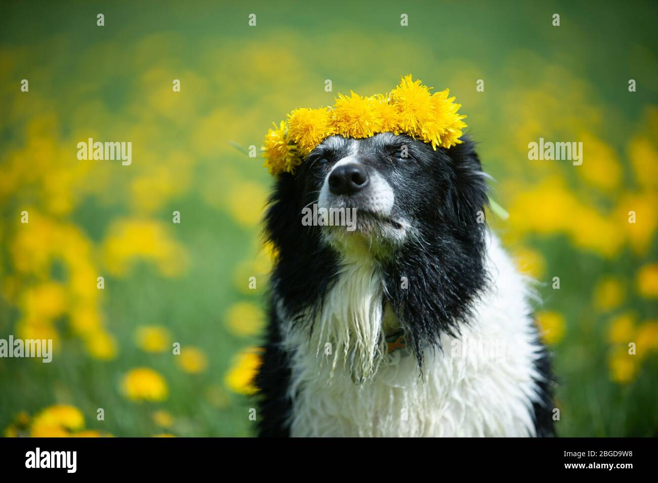 Ancienne bordure noire et blanche collie avec des pissenlits. Chien avec couronne de fleurs. Banque D'Images