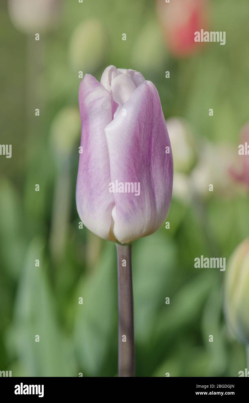 Variété de tulipes en rayures violettes et lilas blanches. Tulipe blanche à  rayures violettes Shirley Photo Stock - Alamy