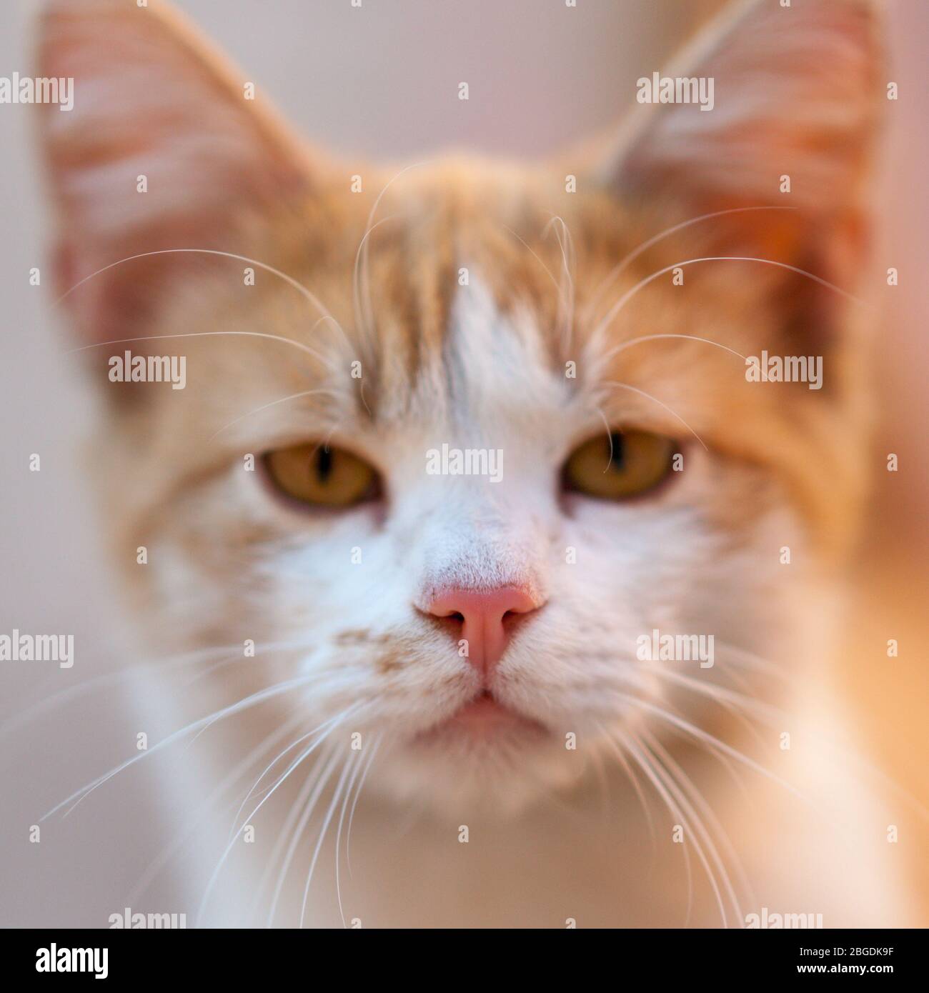 Joli chat gingembre gros plan jeune visage propre. Banque D'Images