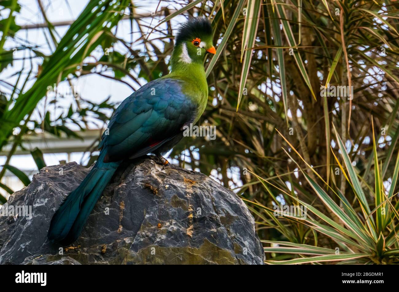 Portrait d'un turaco blanc à mouchetée assis sur une espèce d'oiseaux tropicaux colorés et rocailleuse d'Afrique Banque D'Images