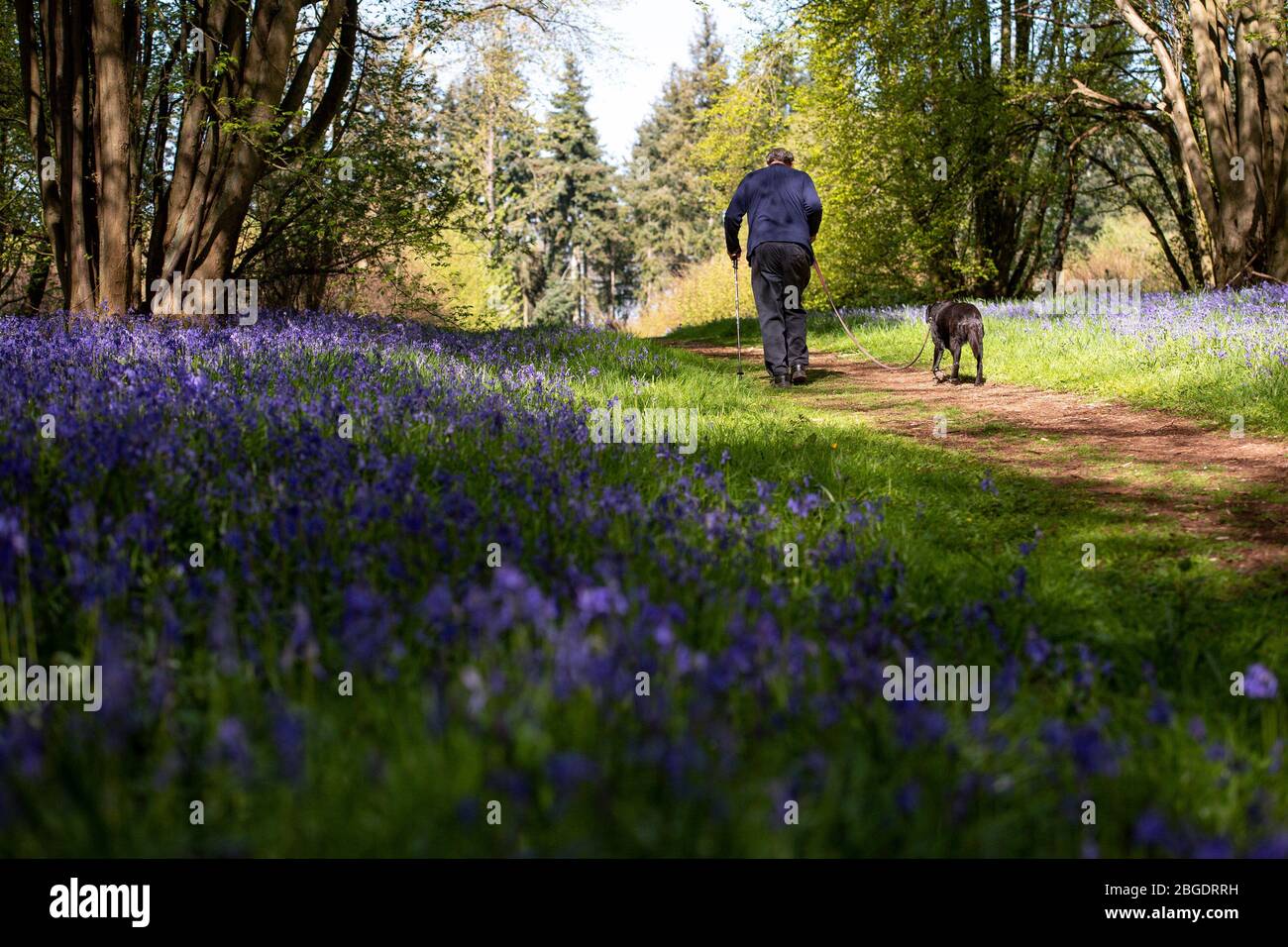 Un homme marche son chien par des cloches à Shrawley Wood dans le Worcestershire, car les températures en plein fouet devraient frapper le Royaume-Uni à la fin de la semaine, ce qui devrait amener le plus chaud avril en près d'une décennie. Banque D'Images