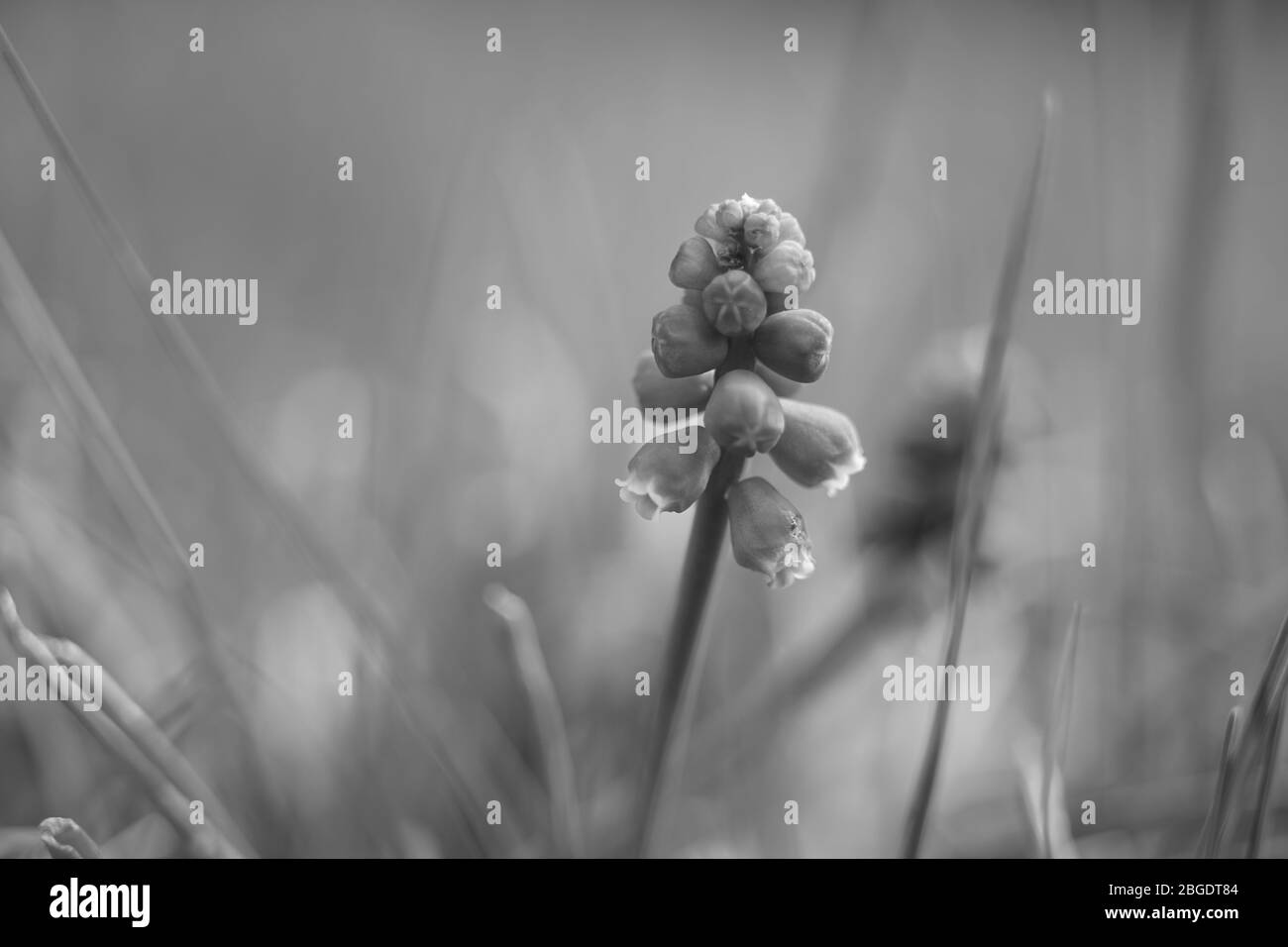 De jolies fleurs sauvages avec de petites ampoules fleuries poussent dans le jardin du printemps, photo de la petite. Banque D'Images