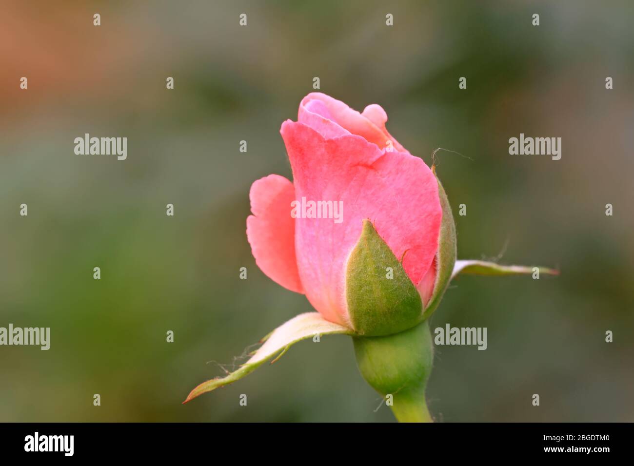 Gros plan de fleurs de rose, prenez des photos dans l'état naturel sauvage, comté de Luannan, province de Hebei, Chine. Banque D'Images