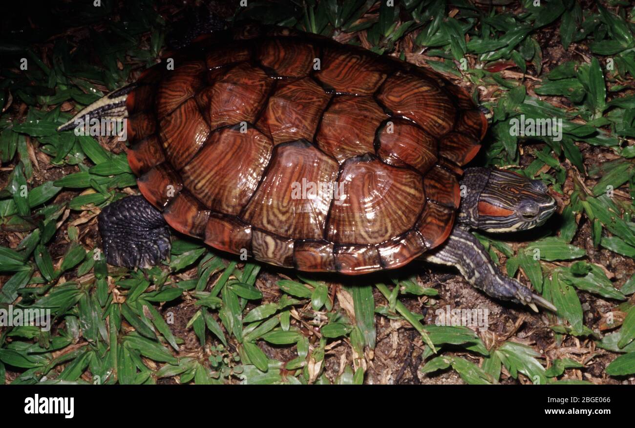 Tortue à oreilles rouges, Trachemys scripta elegans Banque D'Images