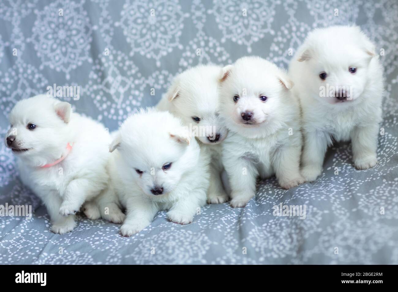 Adorable chiots blancs en forme de spitz sur la couverture. Meilleur ami pour les enfants Banque D'Images
