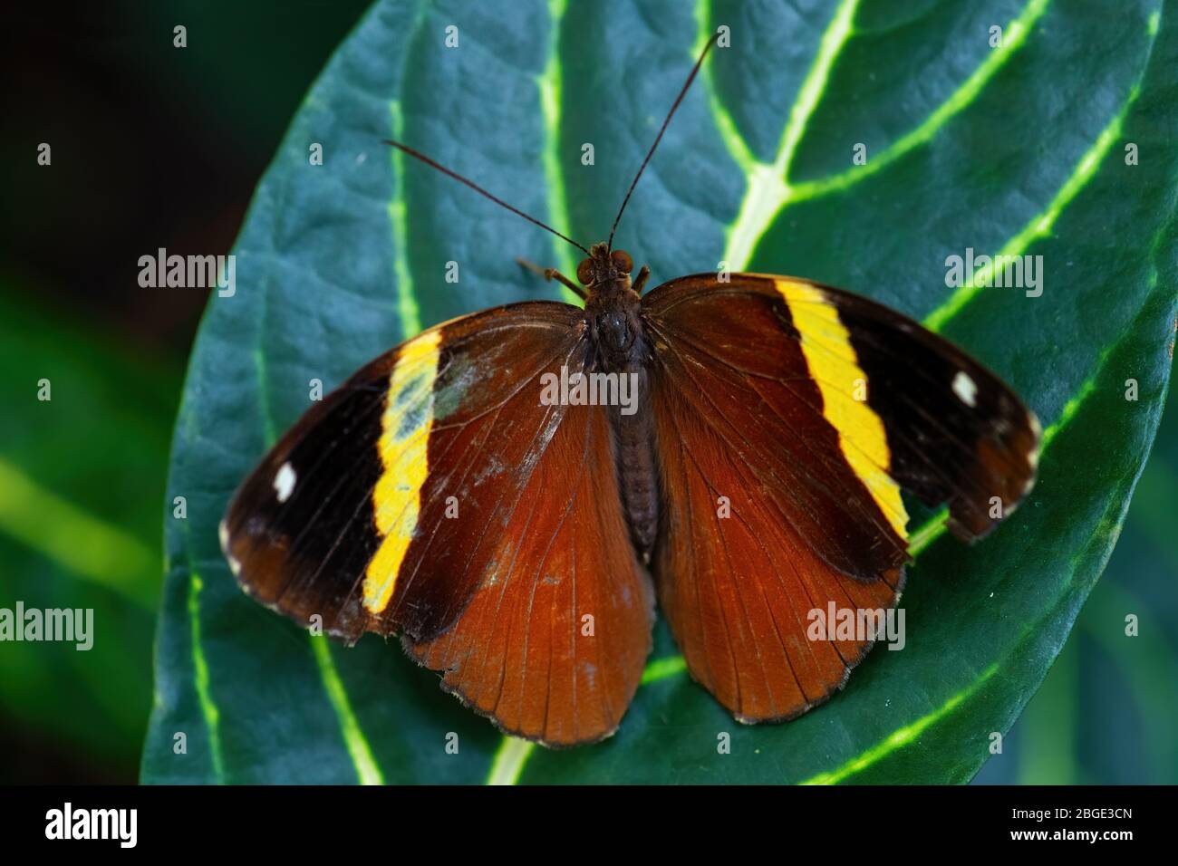 Orange Oakleaf - Kallima inachus, magnifique papillon coloré à base de bussons des prés et des bois d'Asie du Sud-est, Malaisie. Banque D'Images