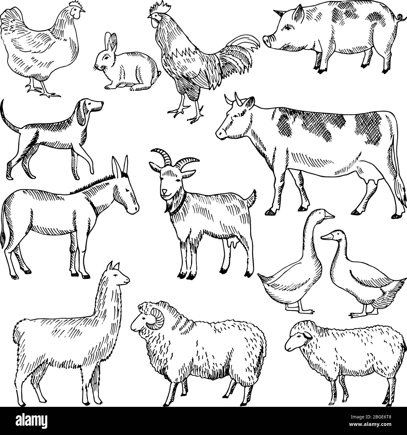 Animaux de ferme vintage. Illustration de l'agriculture de style dessiné à la main Illustration de Vecteur