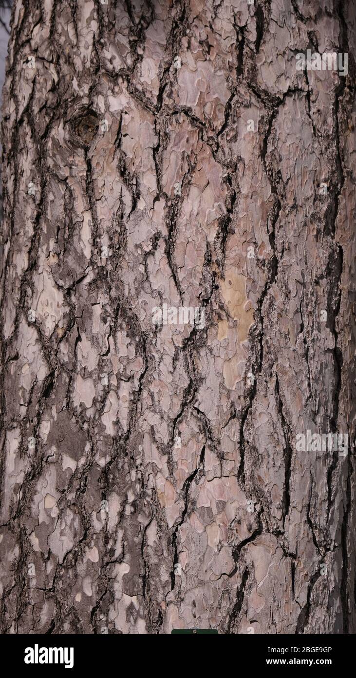 Pinus sylvestris Bark Banque D'Images