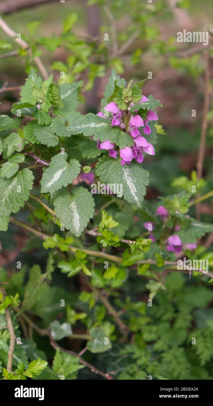 Lamium maculatum Banque D'Images
