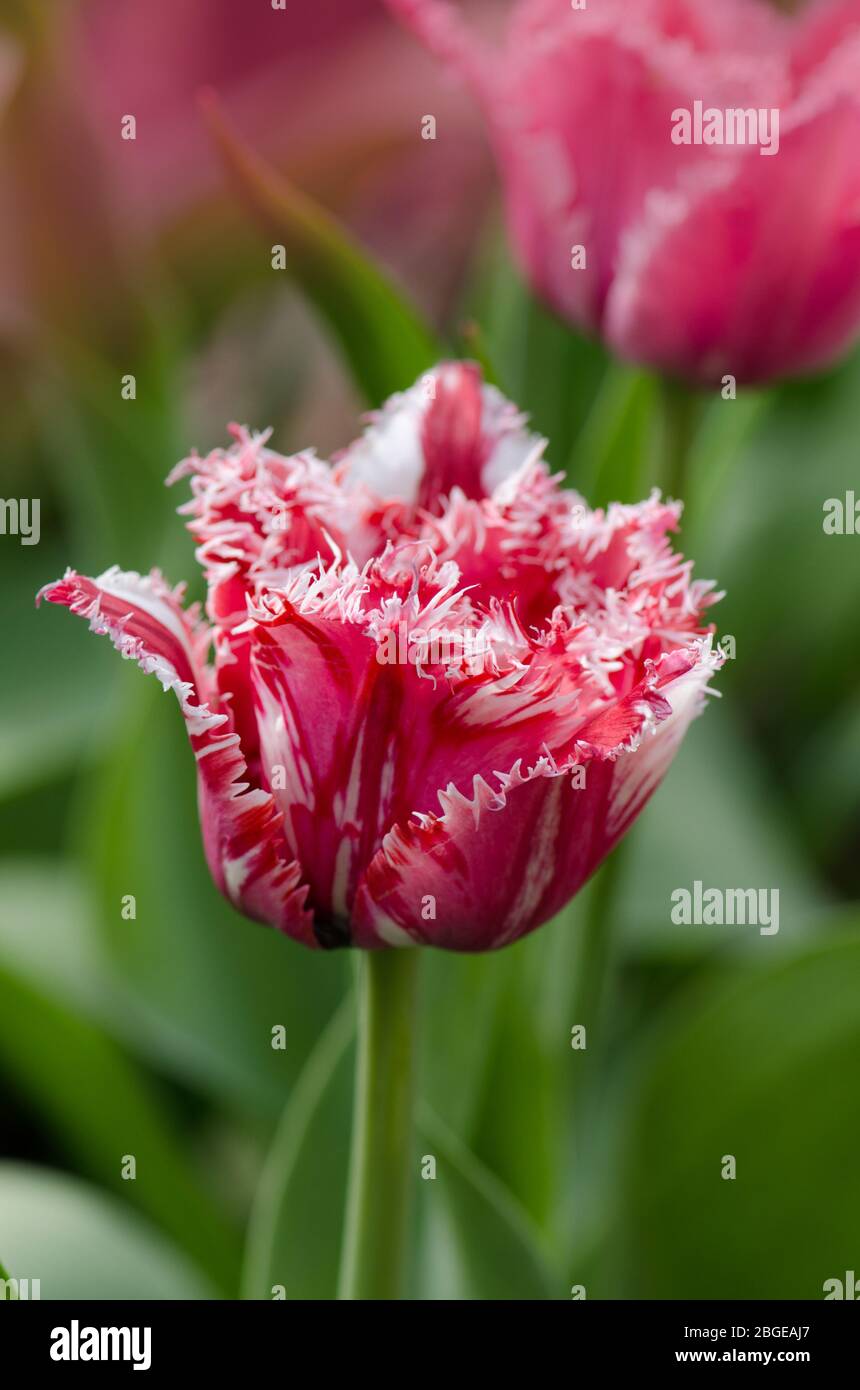 Tulipe à franges rouge et blanche. Tulipe rouge blanche Rembrandt. Tulipe  rouge Rembrandt avec frange blanche dans le jardin Photo Stock - Alamy