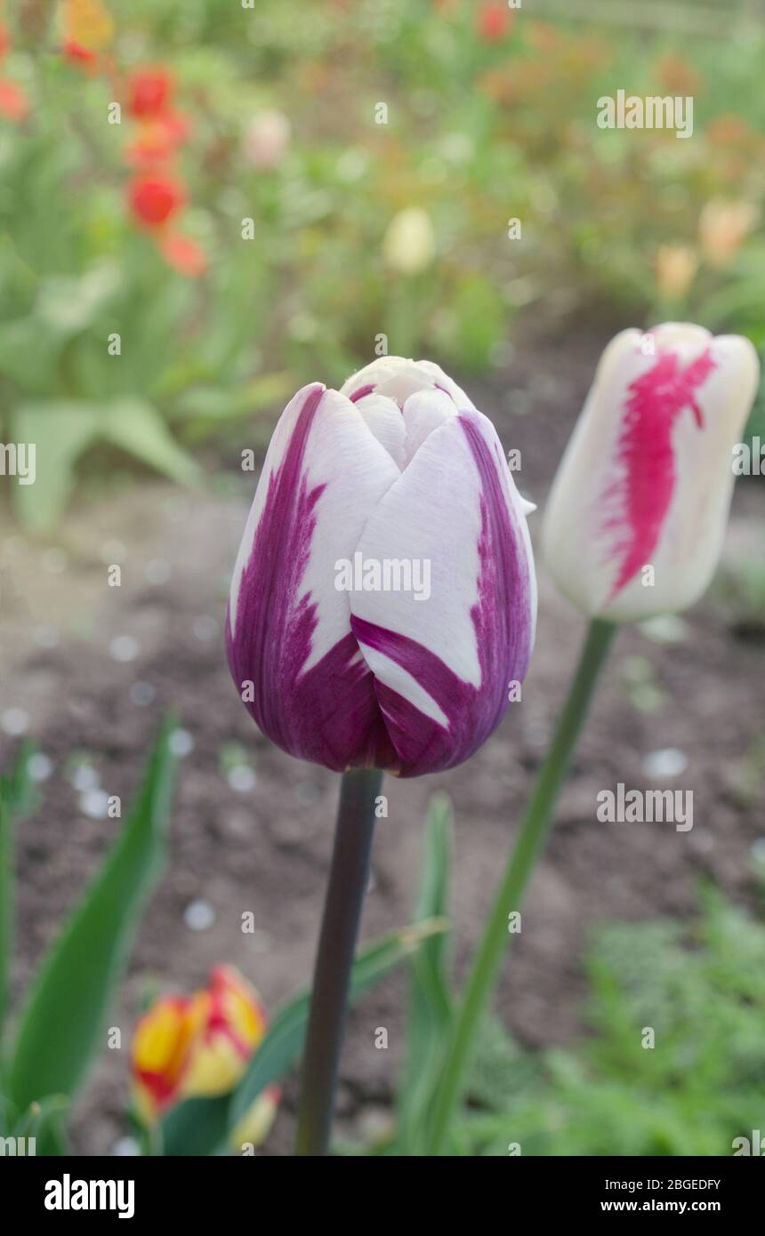 Double couleur violet blanc tulipe Insulinde. Blanc avec une bande violette  sur tulipe pétale. Fleur de tulipe blanche avec rayures violettes. Fleur de  vi blanche flammée Photo Stock - Alamy