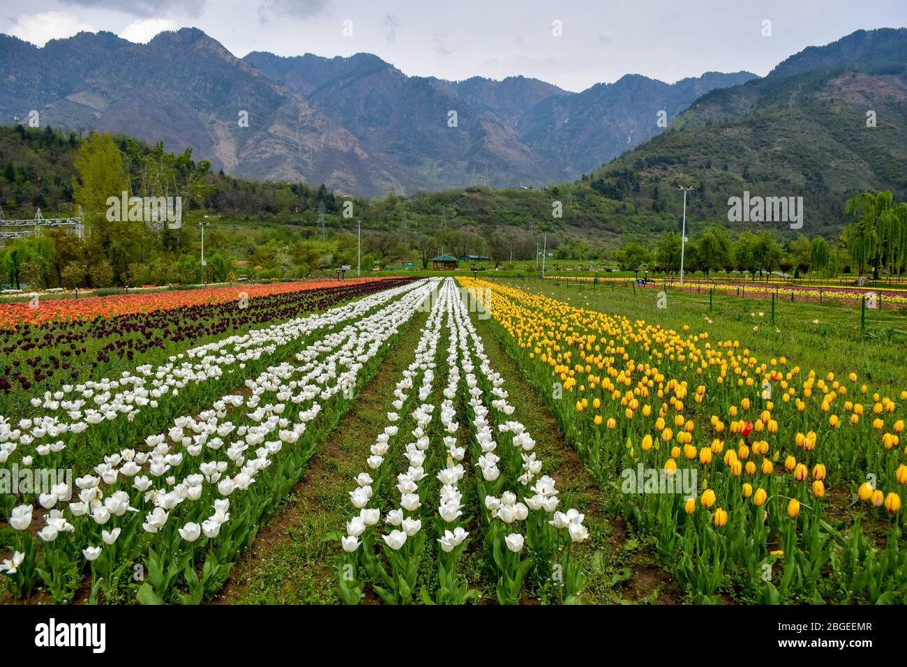 Fleurs de tulipes en pleine floraison dans un jardin fermé de tulipes au milieu de la crise de Coronavirus (COVID-19). Pour la première fois, 1,3 million de tulipes dans le jardin des tulipes perderont sans attraper un oeil en raison de la pandémie de COVID-19. La fermeture du jardin a causé une perte d'environ RS 100 craore à l'industrie touristique. Banque D'Images