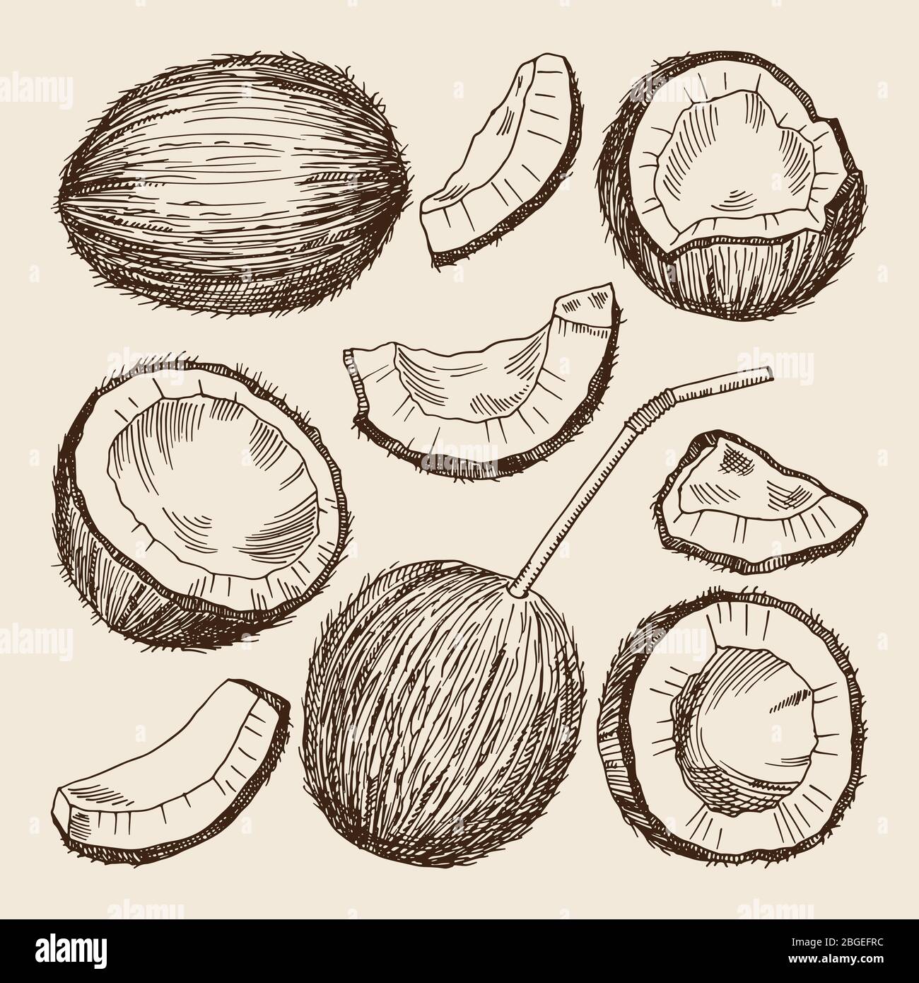 Illustrations de dessin à la main de différents côtés de la noix de coco. Les images vectorielles s'isolent Illustration de Vecteur