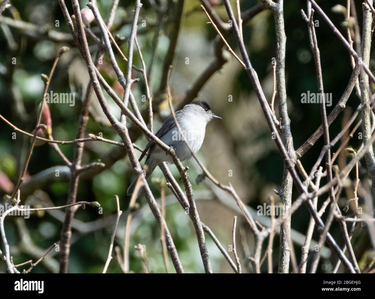 Blackcap (Sylvia atricapilla) perché dans un arbre, West Lothian, Ecosse Royaume-Uni Banque D'Images Blackcap (Sylvia atricapilla) perché dans un arbre, West Lothian, Ecosse Royaume-Uni Banque D'Images