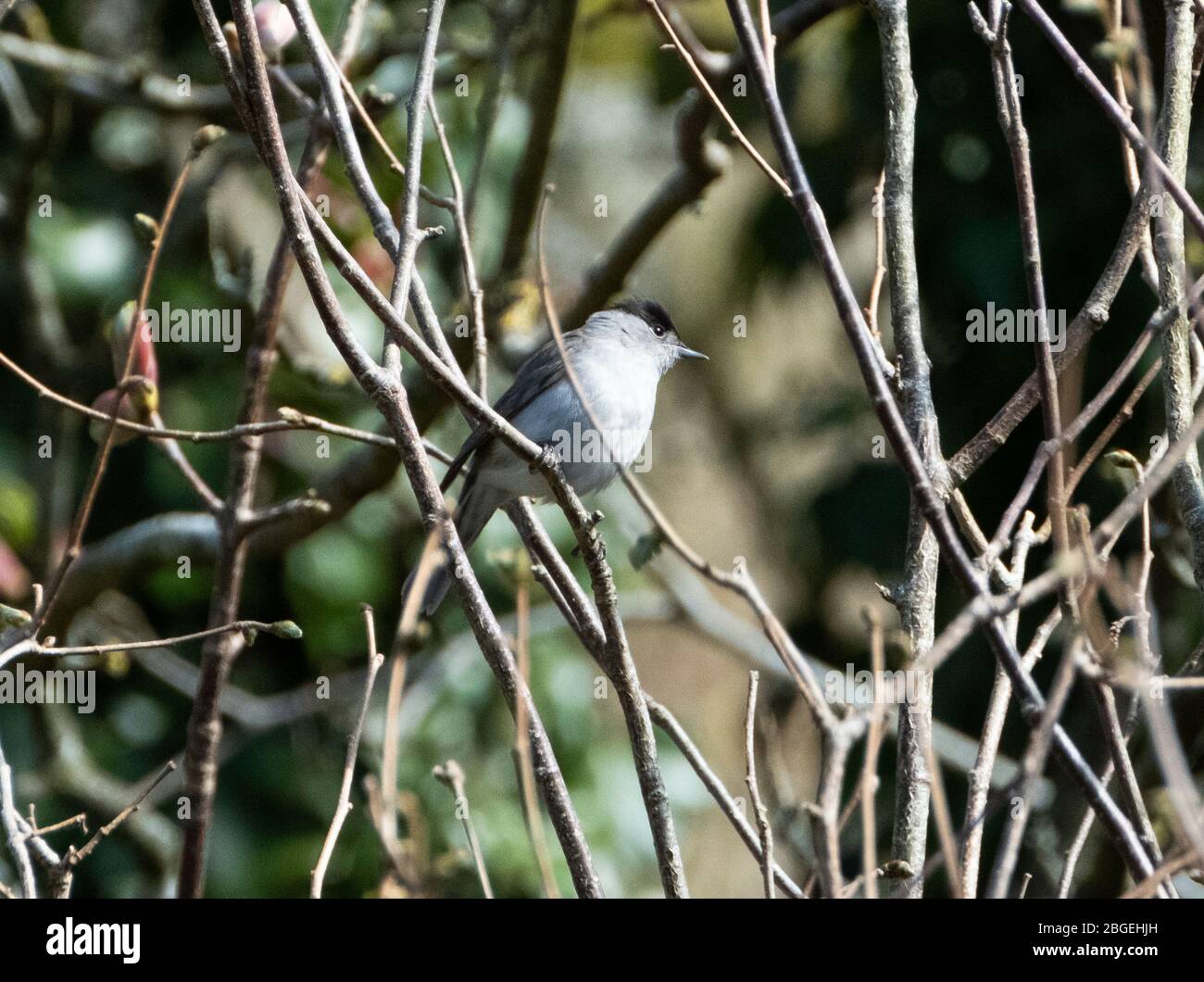 Blackcap (Sylvia atricapilla) perché dans un arbre, West Lothian, Ecosse Royaume-Uni Banque D'Images Blackcap (Sylvia atricapilla) perché dans un arbre, West Lothian, Ecosse Royaume-Uni Banque D'Images