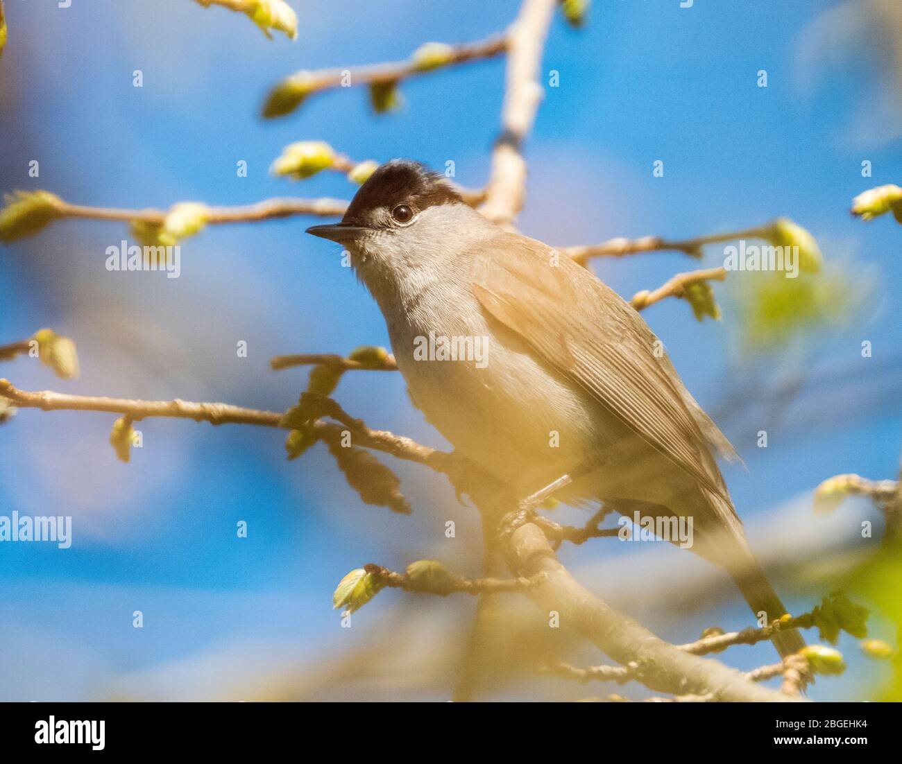 Blackcap (Sylvia atricapilla) perché dans un arbre, West Lothian, Ecosse Royaume-Uni Banque D'Images Blackcap (Sylvia atricapilla) perché dans un arbre, West Lothian, Ecosse Royaume-Uni Banque D'Images