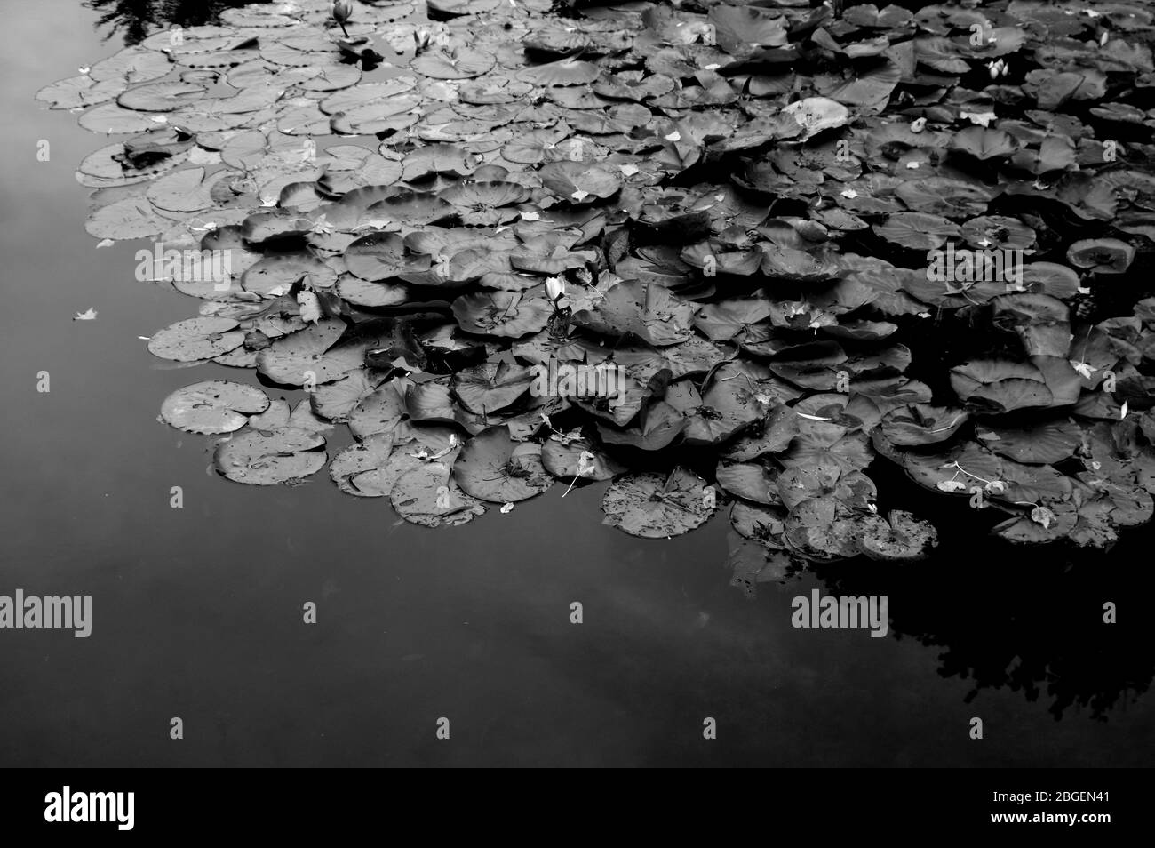 Magnifique étang de poissons de jardin conçu avec de l'eau-lily dans un jardin bien entretenu arrière-plan jardinage. Banque D'Images