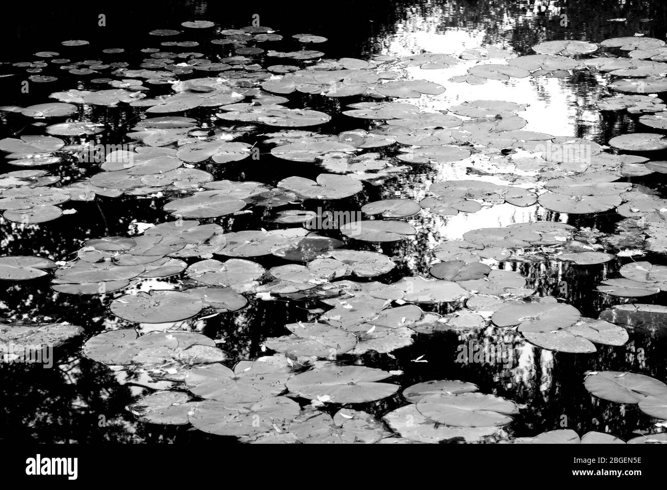 Magnifique étang de poissons de jardin conçu avec de l'eau-lily dans un jardin bien entretenu arrière-plan jardinage. Banque D'Images
