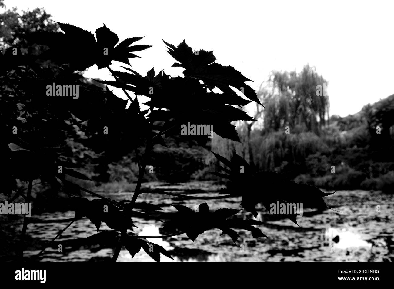 Magnifique étang de poissons de jardin conçu avec de l'eau-lily dans un jardin bien entretenu arrière-plan jardinage. Banque D'Images