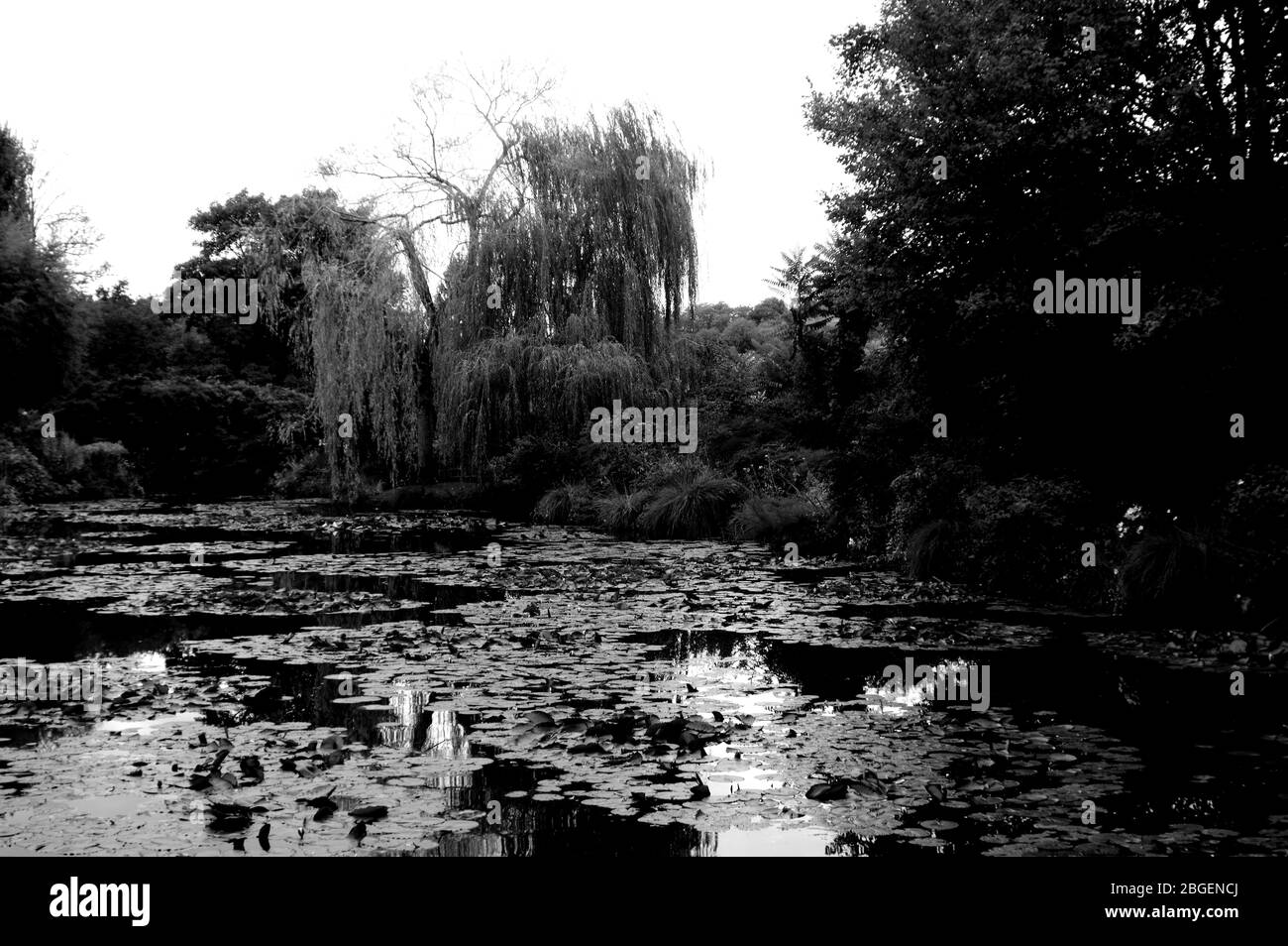 Magnifique étang de poissons de jardin conçu avec de l'eau-lily dans un jardin bien entretenu arrière-plan jardinage. Banque D'Images