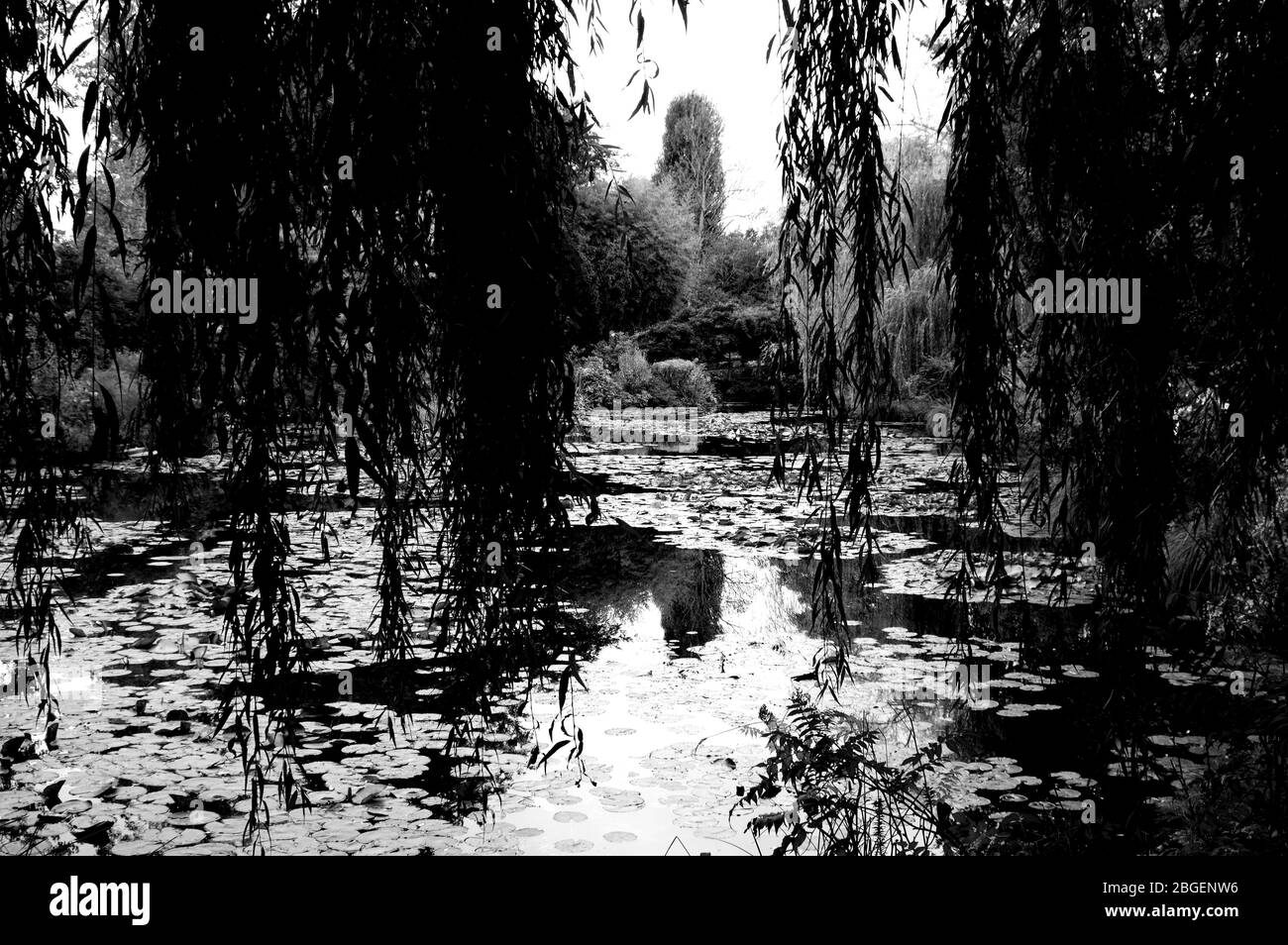 Magnifique étang de poissons de jardin conçu avec de l'eau-lily dans un jardin bien entretenu arrière-plan jardinage. Banque D'Images