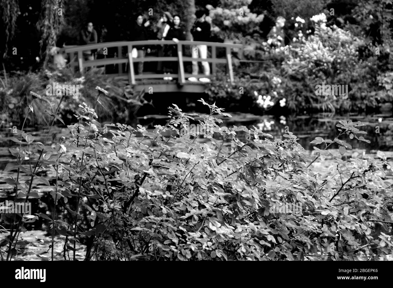 Magnifique étang de poissons de jardin conçu avec de l'eau-lily dans un jardin bien entretenu arrière-plan jardinage. Banque D'Images