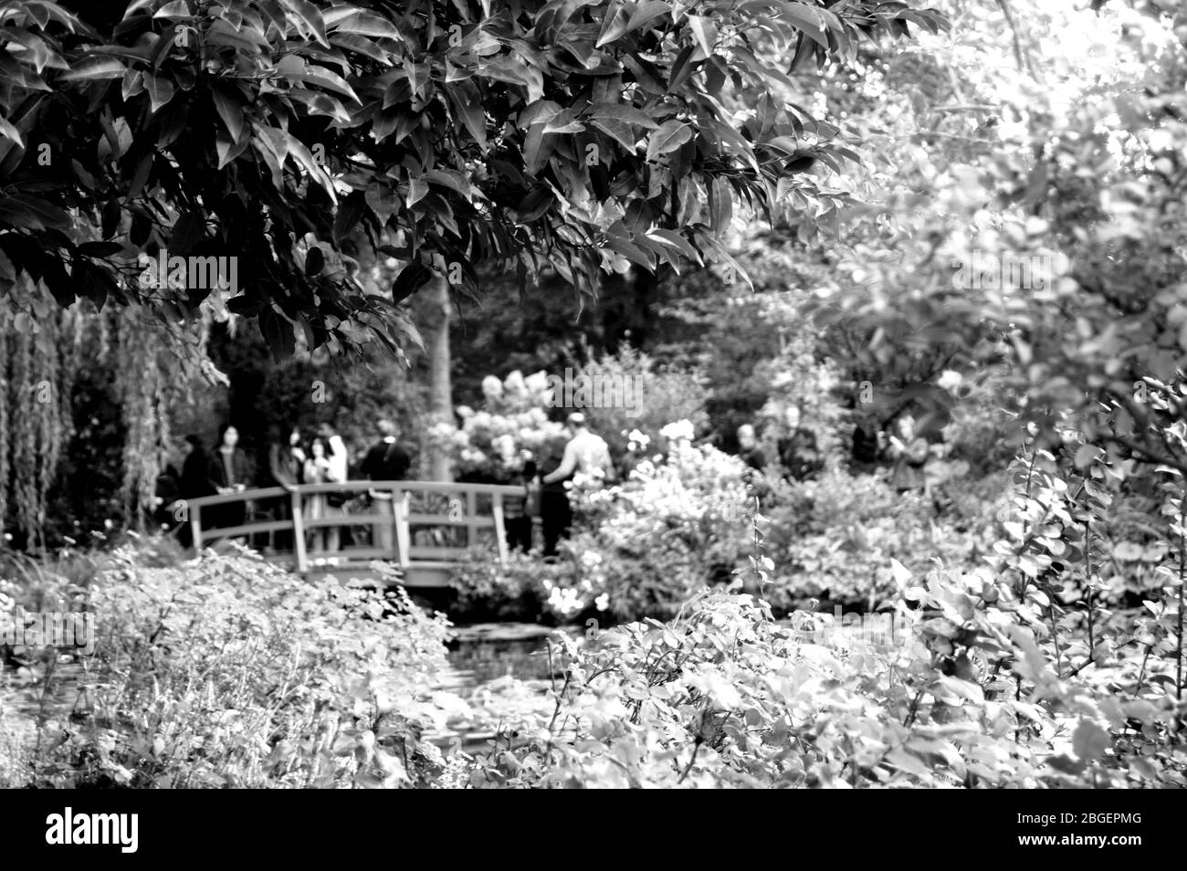 Magnifique étang de poissons de jardin conçu avec de l'eau-lily dans un jardin bien entretenu arrière-plan jardinage. Banque D'Images