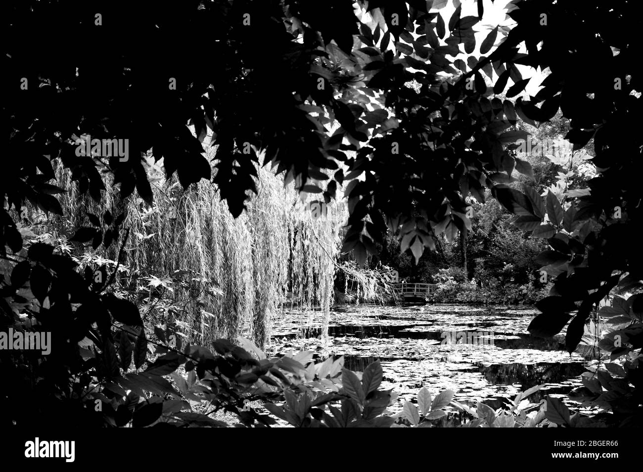 Magnifique étang de poissons de jardin conçu avec de l'eau-lily dans un jardin bien entretenu arrière-plan jardinage. Banque D'Images