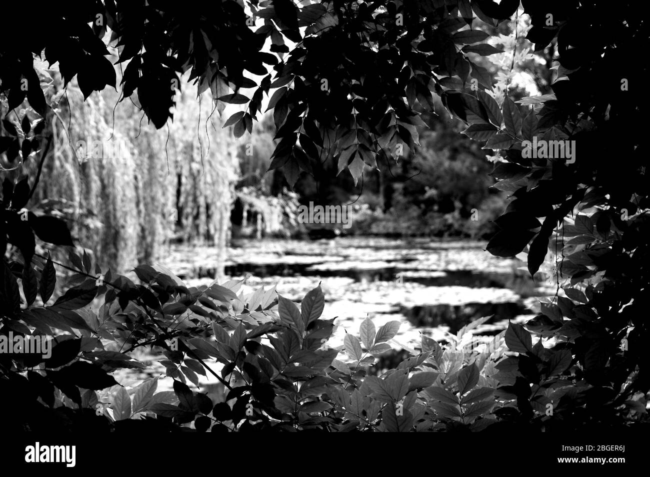 Magnifique étang de poissons de jardin conçu avec de l'eau-lily dans un jardin bien entretenu arrière-plan jardinage. Banque D'Images