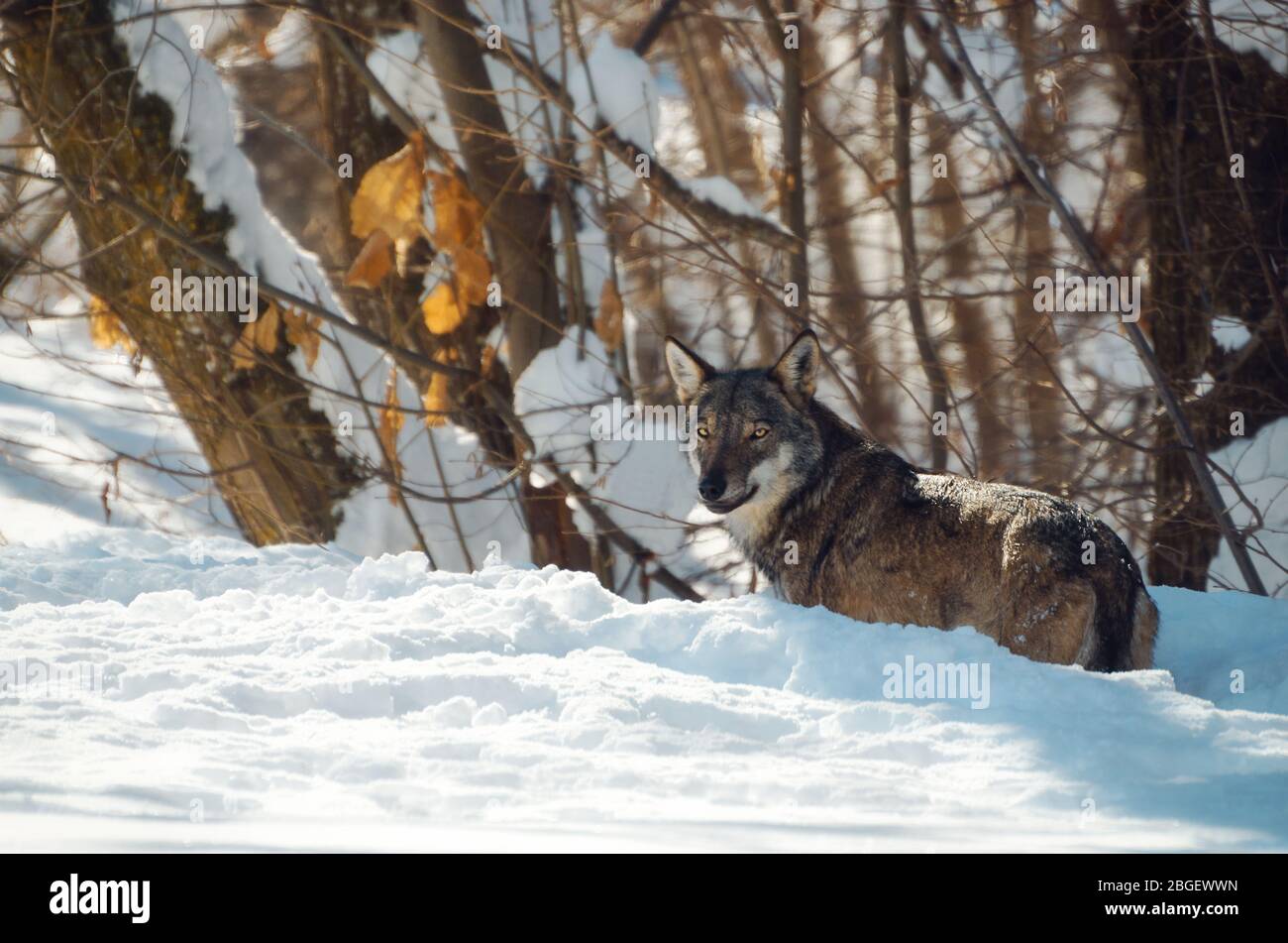Jeune loup italien (canis lupus italicus) dans le centre de la faune Uomini e Lupi d'Entracque, dans le parc des alpes maritimes (Piémont, Italie) Banque D'Images