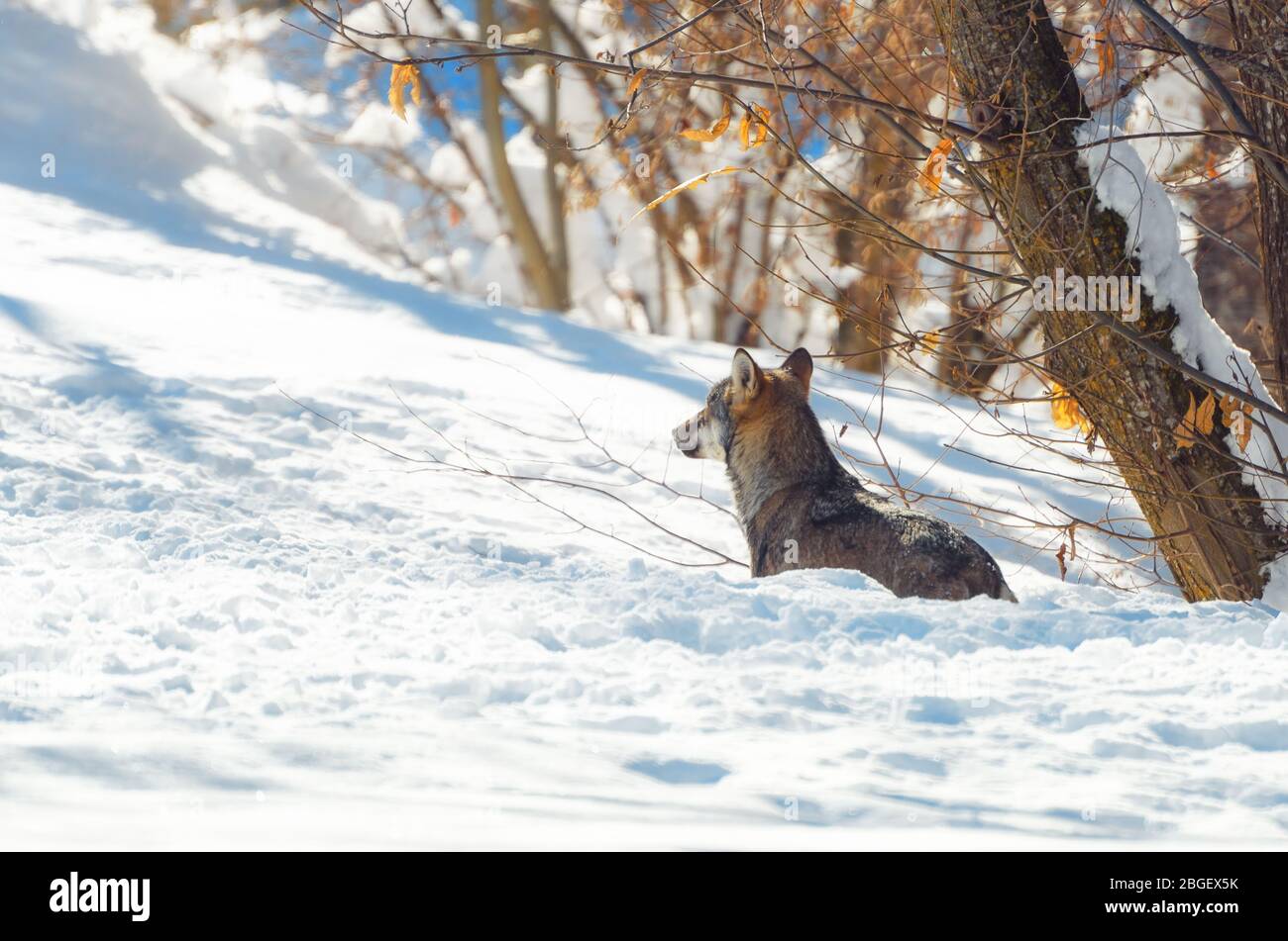 Jeune loup italien (canis lupus italicus) dans le parc naturel des alpes maritimes (Piémont, Italie), marchant dans la neige Banque D'Images