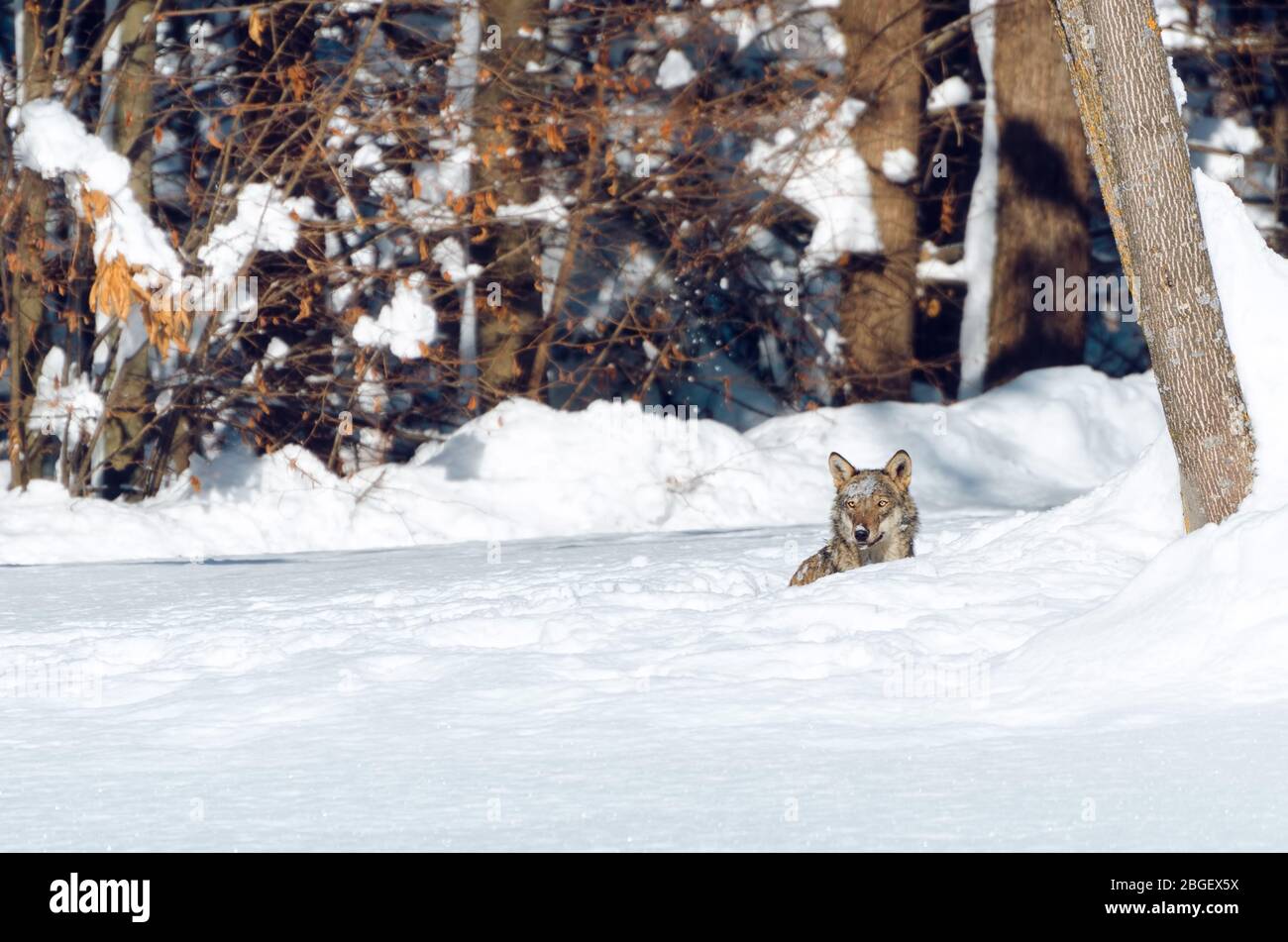 Jeune loup italien (canis lupus italicus) dans le parc naturel des alpes maritimes (Piémont, Italie), caché dans la neige Banque D'Images