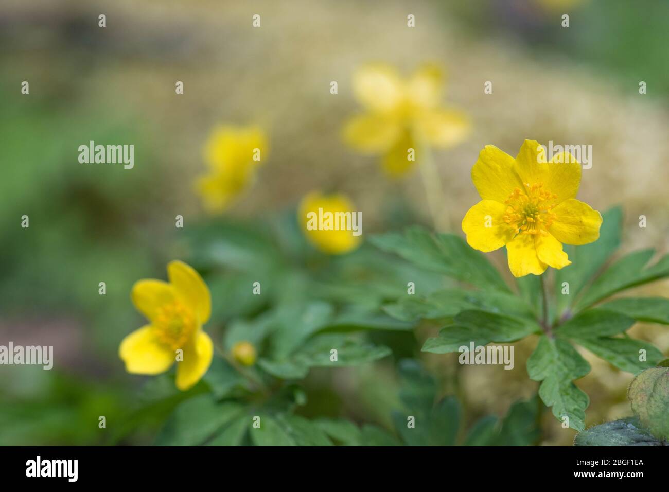 Fleurs jaunes du printemps dans une forêt après la pluie avec fond flou Banque D'Images