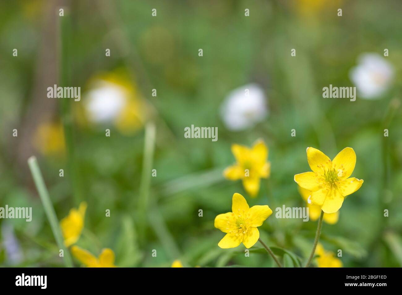 Fleurs jaunes du printemps dans une forêt après la pluie avec fond flou Banque D'Images