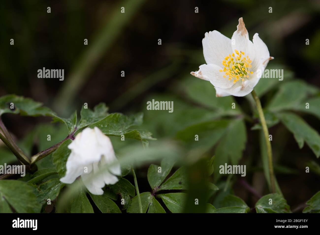 Fleurs blanches du printemps dans une forêt après la pluie avec fond flou Banque D'Images